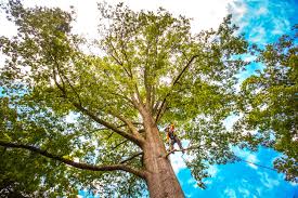 Best Fruit Tree Pruning  in Vernon Hls, IL