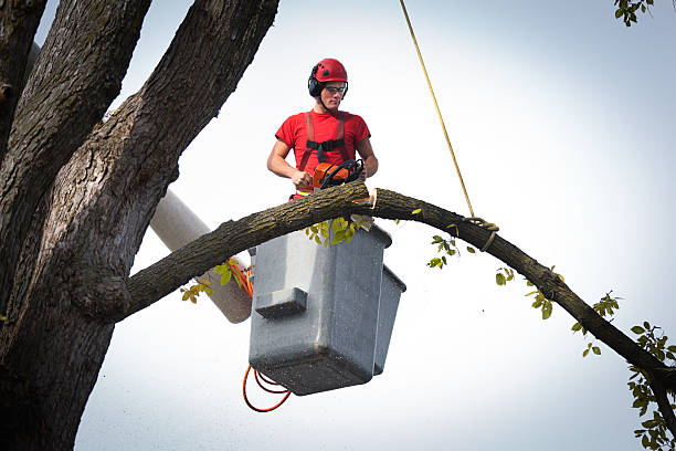 Best Leaf Removal  in Vernon Hls, IL